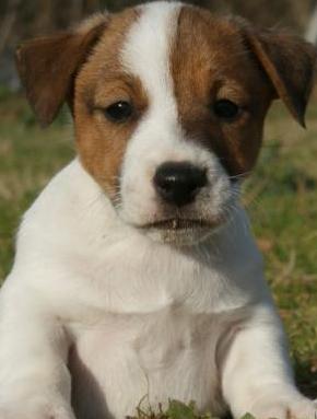adorable jack russell