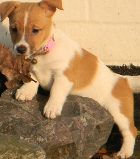 cute jack russell