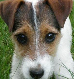 jack russell dog