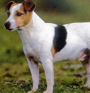 jack russell picture