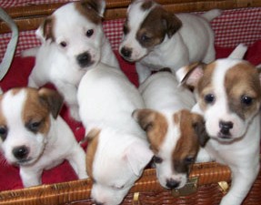 jack russell puppies