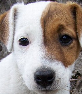 jack russell puppy picture