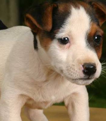 jack russell