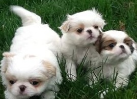 akc japanese chin