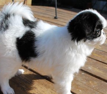 cute japanese chin puppy