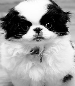 japanese chin image