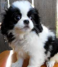 japanese chin picture