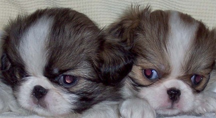 japanese chin puppies