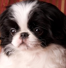 japanese chin puppy