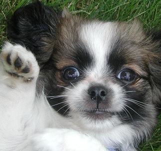 japanese chin