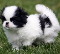 small japanese chin