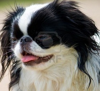 tiny japanese chin