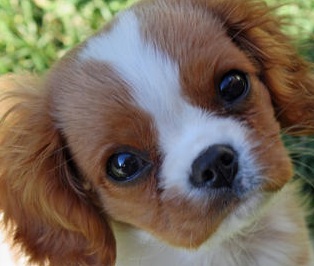 King Charles Spaniel