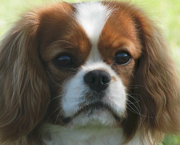 AKC King Charles Spaniel