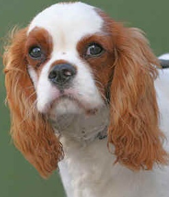 Cavalier King Charles Spaniel Dog