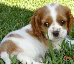 Cavalier King Charles Spaniel Puppy