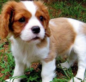 Cavalier King Charles Spaniel