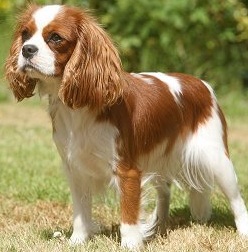 Cavlier King Charles Spaniels