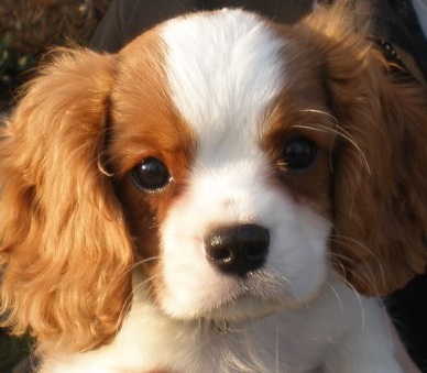 Charles Spaniel Puppy