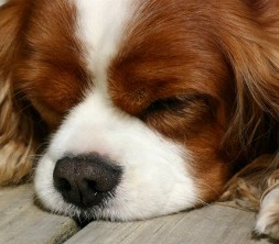 King Charles Spaniel Dog