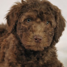 Australian Labradoodle