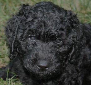 Black Labradoodle Puppy
