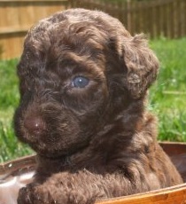 Brown Labradoodle Puppy