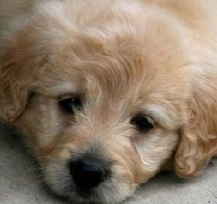 Cute Labradoodle Puppy