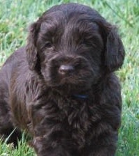 Labradoodle Dog