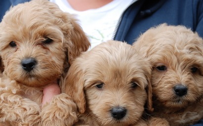 Labradoodle Puppies