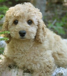 Labradoodle Puppy