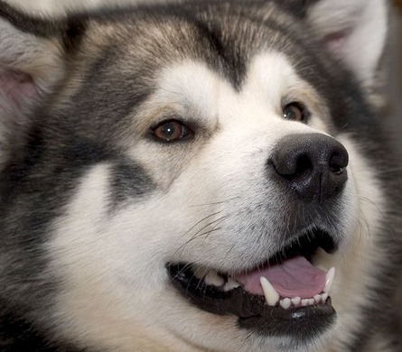 alaskan malamute