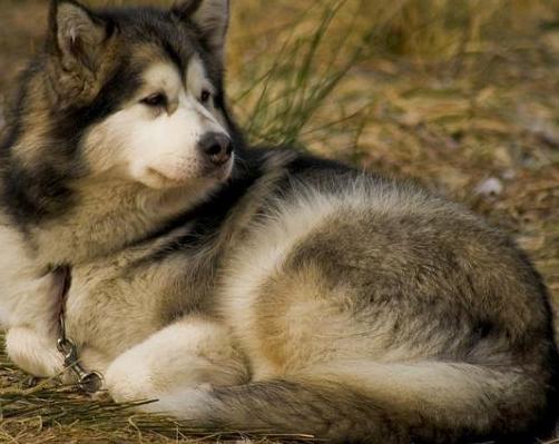 large alaskan dog