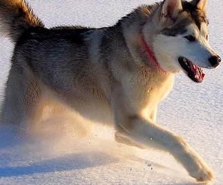 large alaskan malamute dog