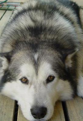 large alaskan malamute picture