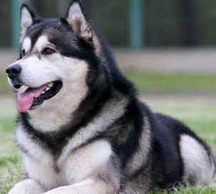 large alaskan malamute