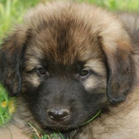 Cute Leonberger Puppy