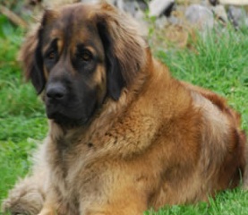 Leonberger Dog