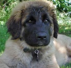 Leonberger Picture