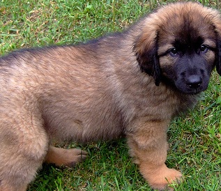 Leonberger Puppies