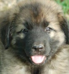 Leonberger Puppy Picture