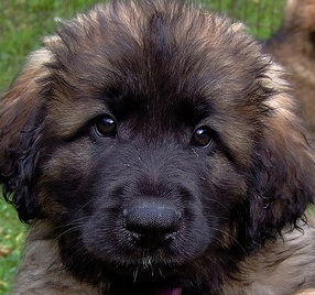 Leonberger Puppy