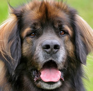 Leonberger