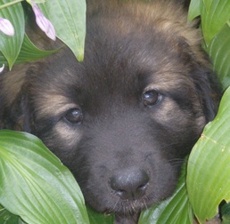 Leonbergers