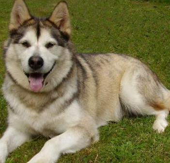 grey malamute