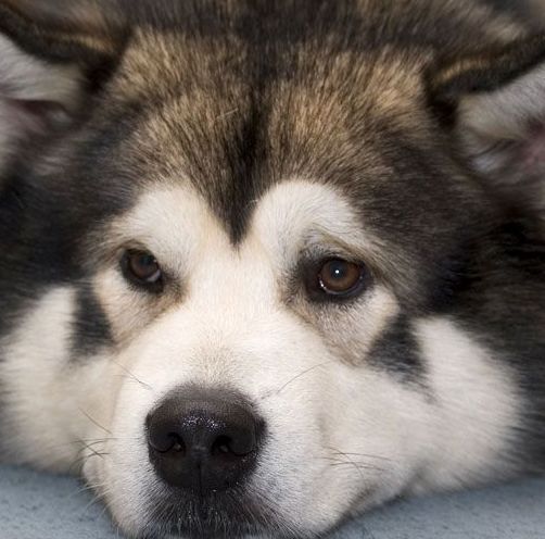 malamute dog