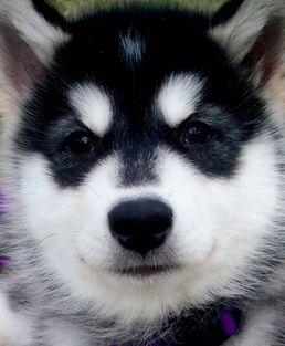 malamute puppy