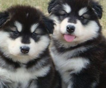 malamute picture