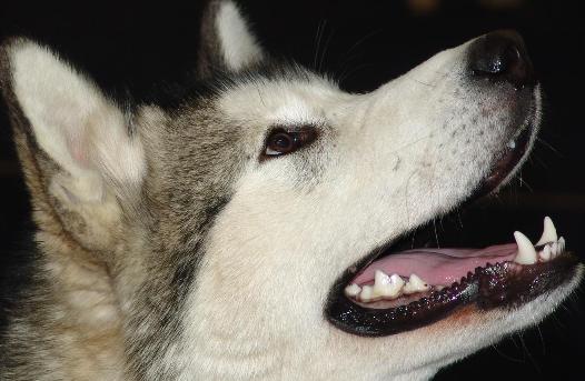 alaskan malamute