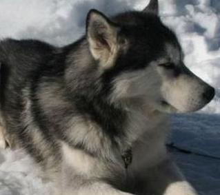 black malamute